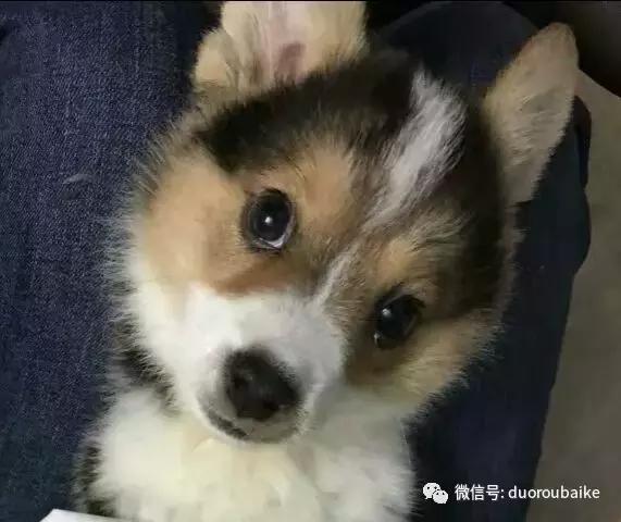 小心！这些坏蛋会吃多肉哦！