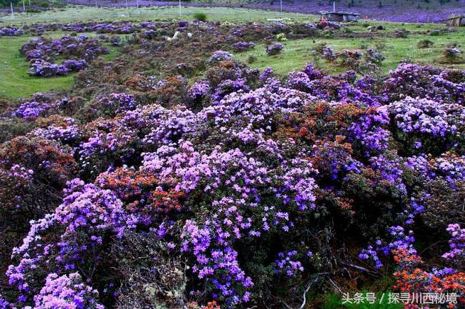 鏈ㄩ噷鐜嬪浗鏃呮父鏀荤暐,涓婂笣娓歌杩囩殑鑺卞洯