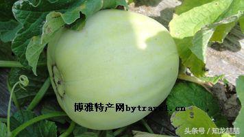 山东最香的瓜,口感软糯又甜的瓜