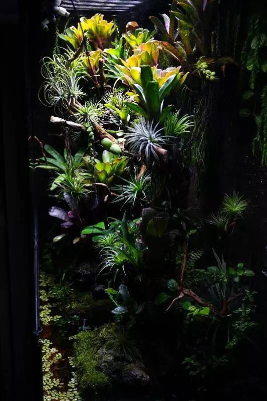 水族箱草缸开缸教程新手入门,雨林缸开缸多久植物才会稳定