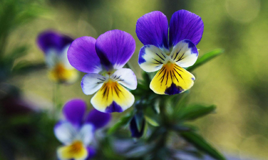 三色堇庭院图片,三色堇可食用盆栽