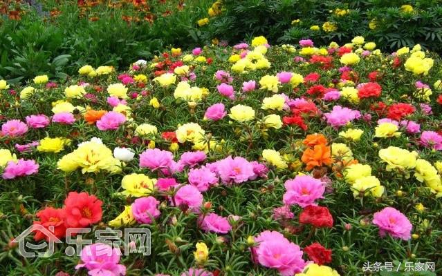 什么绿植除甲醛效果最好最快好养,刚装修好的新房放什么绿植除甲醛