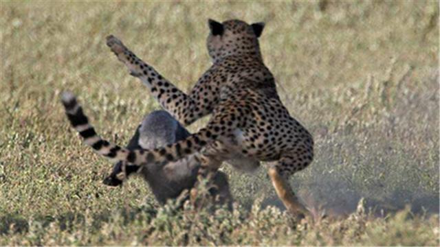 平头哥为啥不怕大型食肉动物,平头哥会攻击人类吗