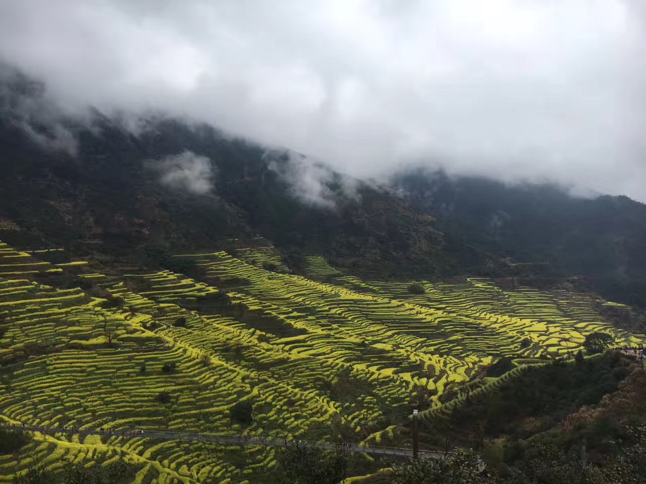 不用去杨幂的狐狸洞看桃花啦，有一个地方的油菜花比那还美