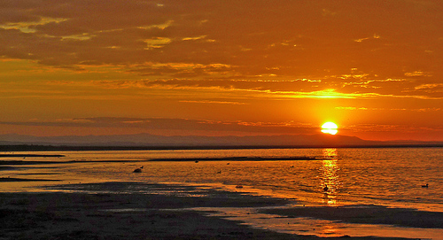 达里诺尔湖鸟类排名,鸟类的天堂达里诺尔湖