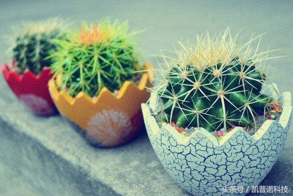 领导办公室适合养什么植物,办公室适合养什么花和植物好风水