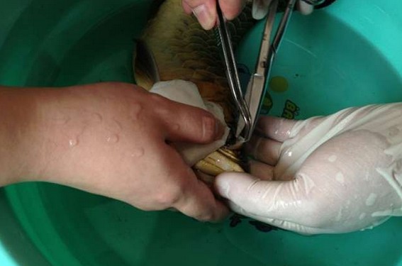 龙鱼腹鳍恢复过程,龙鱼拔鳞手术需要注意什么