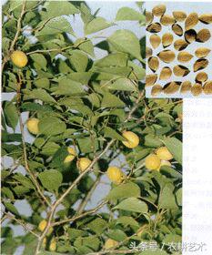 农村中草药图解大全,农村中草药图谱和作用