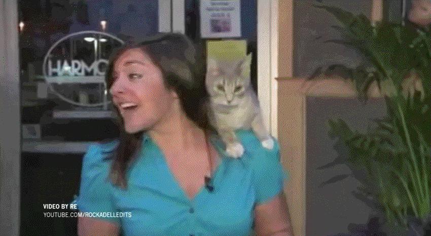 新闻直播间被车撞,新闻直播间被骂