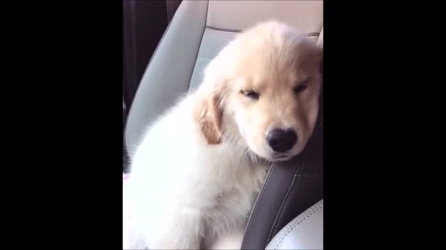 金毛犬哪个品种比较好养,金毛来了只不速之客