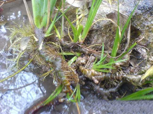 它们都是鼻炎的克星，但很多人都不认识它们，更不知道它们的用处