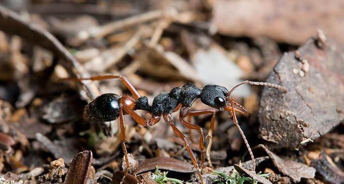 全异巨首蚁各种种类蚂蚁体型,世界上最可怕的昆虫子弹蚁