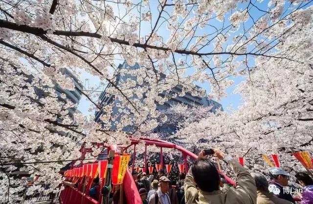 又到樱花季,又到了樱花绽放的季节