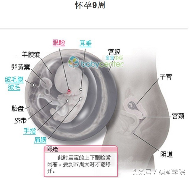 孕期1到40周胎儿发育全过程,胎儿发育40周全过程动态画