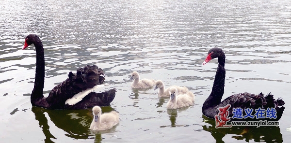 辉说酒,辉辉说剧二十二集