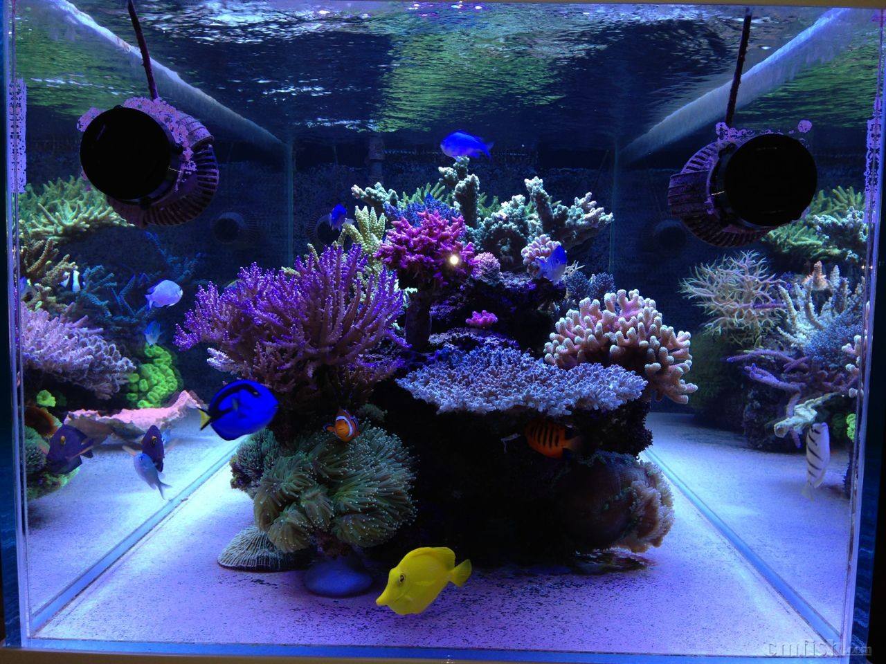 硝化细菌粉的正确使用方法,药丸的硝化细菌怎么使用