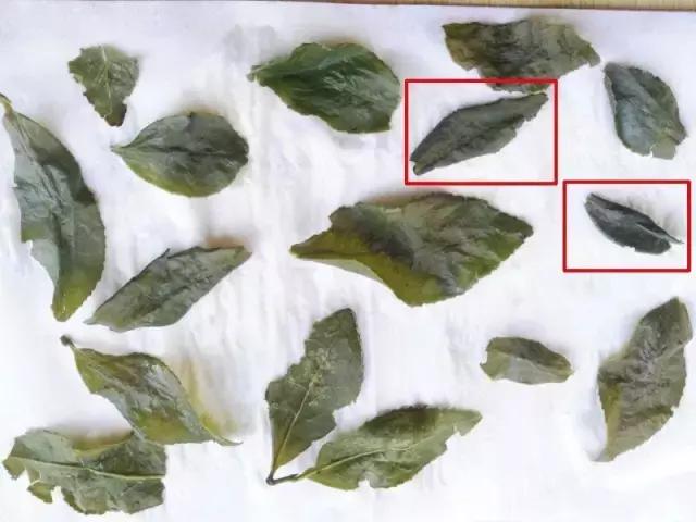 网上十几块钱的铁观音能买吗,多少钱一斤的铁观音可以买