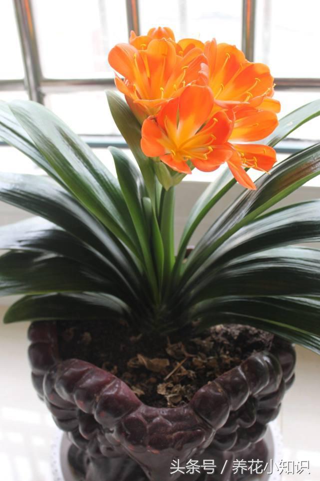 君子兰怎么才能开花不用肥料,君子兰开花怎么浇水使花开得好呢