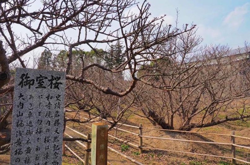 2019京都赏樱,京都樱地之花开时间