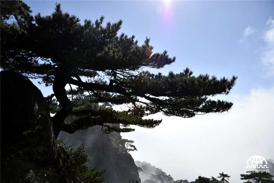 迎客松十大名树,迎客松第一名