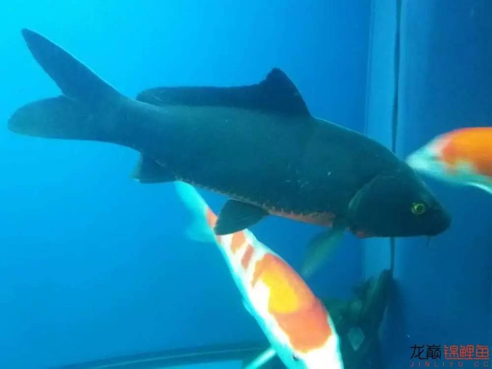 生姜加干辣椒治疗白点几天见效,治白点病用哪种干辣椒