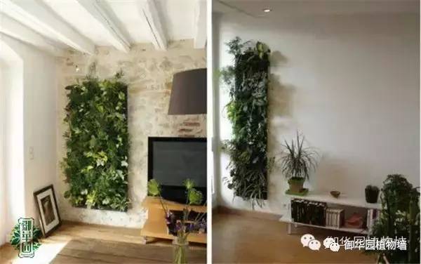 禅意风植物墙,特色植物墙