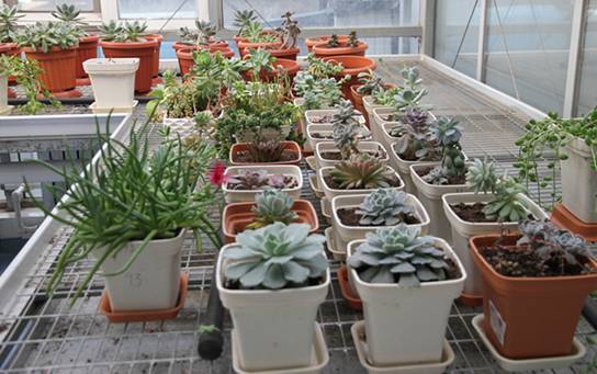 进口块根多肉植物,进口多肉植物哪里进货