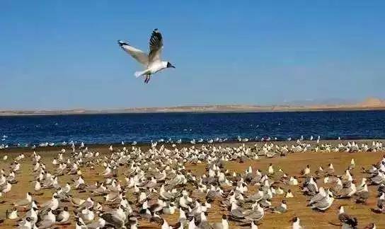青海一年四季的变化,青海的冬天是什么样的