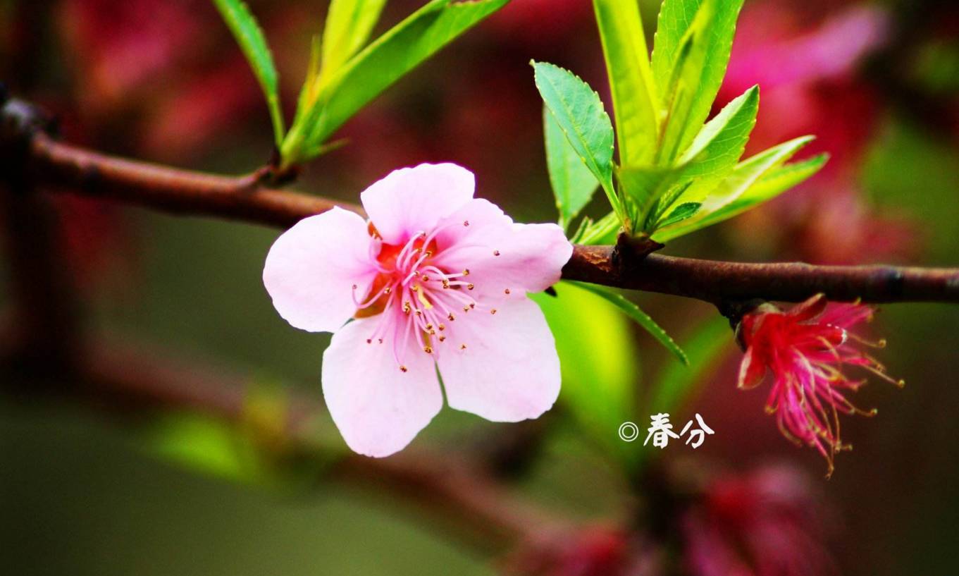 春分到蛋儿俏儿歌完整版跟唱,春分到蛋儿俏竖起鸡蛋多奇妙