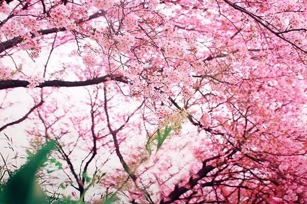 桃花季｜今天的沈阳，桃花开了，春风十里，挑一天走起……