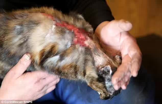 猫抓耳挠腮是有跳蚤还是耳螨,猫咪非猫癣情况下也会抓耳挠腮嘛