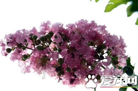 紫色的紫薇花是什么品种,紫薇花是什么样的