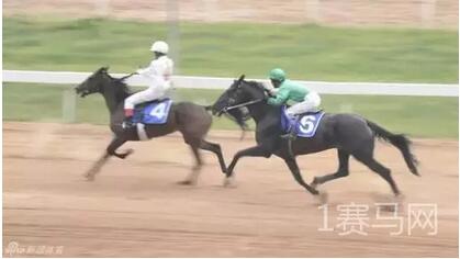 13连胜短途王“蒙骏荣誉”报名种马评选