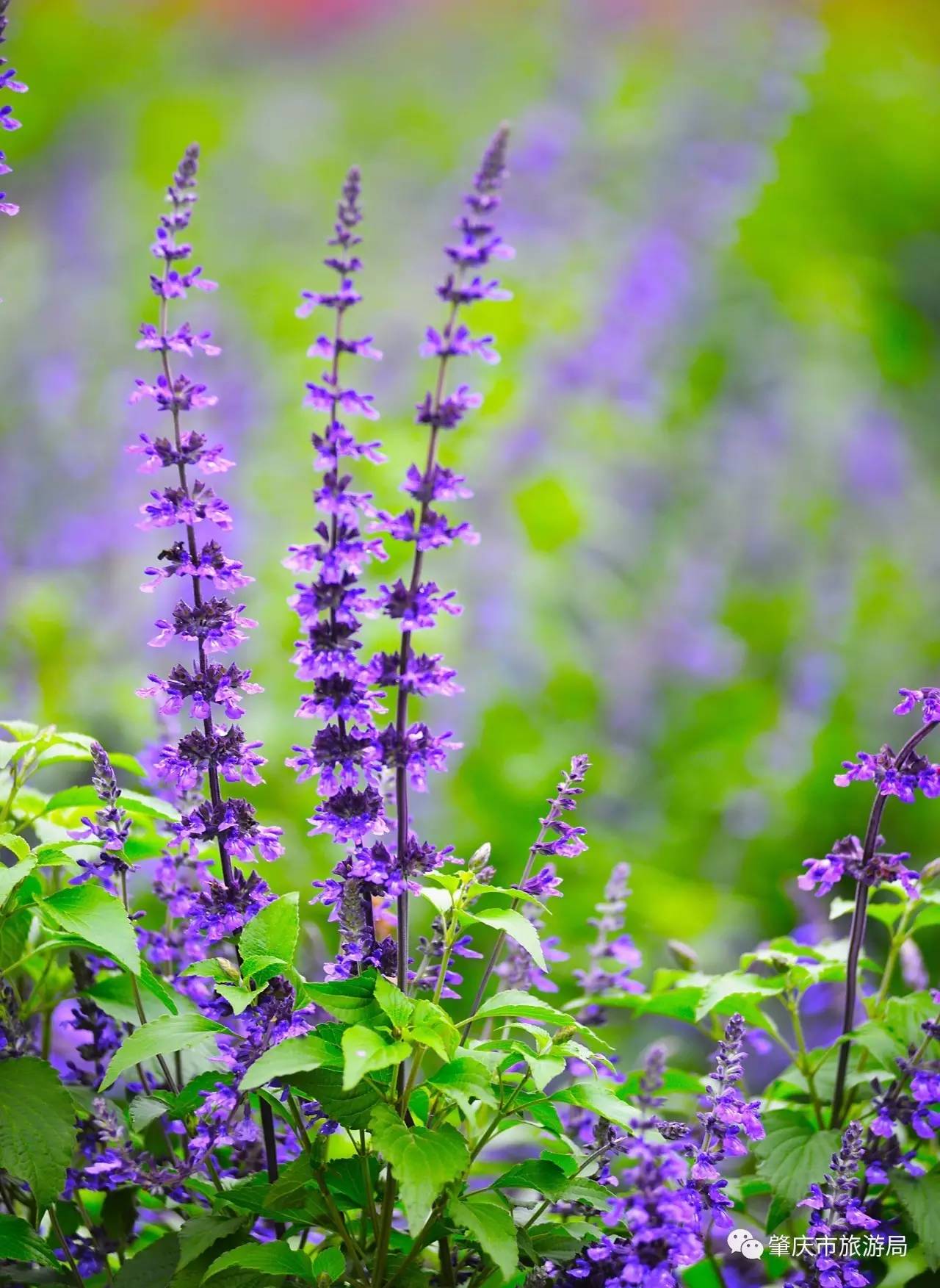 广东哪里的花海最美五月,肇庆德庆盘龙峡薰衣草