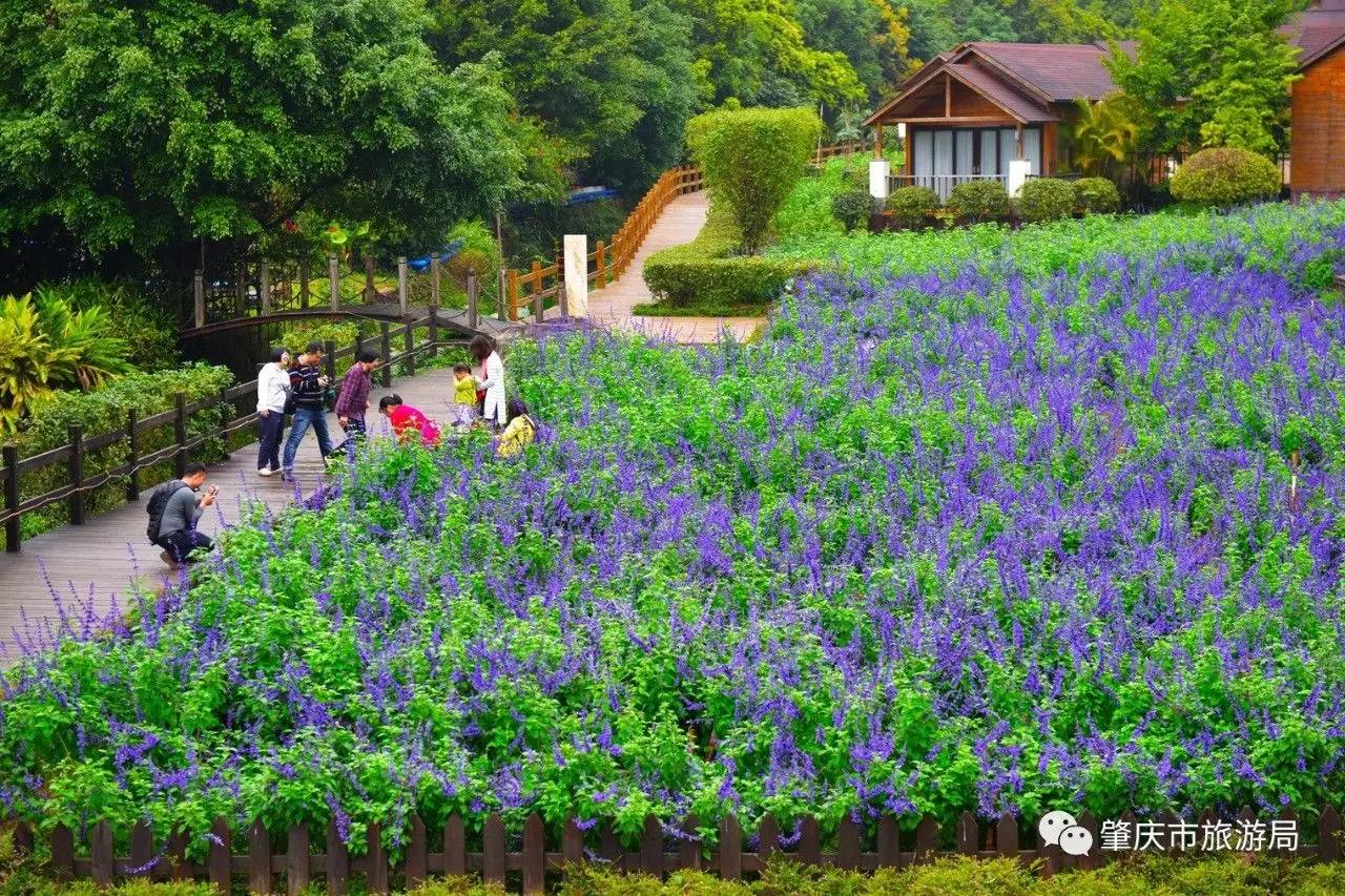 广东哪里的花海最美五月,肇庆德庆盘龙峡薰衣草