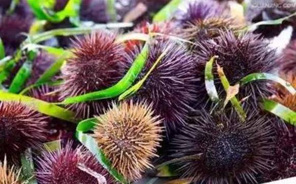 威海赶海攻略,威海冬季赶海攻略