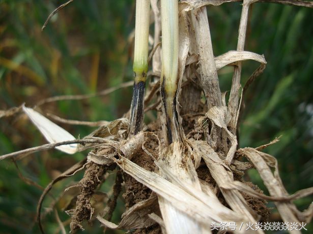 小麦枯萎是怎么引起的,怎样有效解决小麦的腐烂病