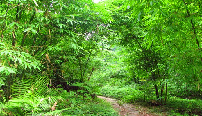 邛崃芦沟竹海风景区,邛崃平乐古镇竹海