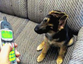 请耐心看完：一只家狗的自述