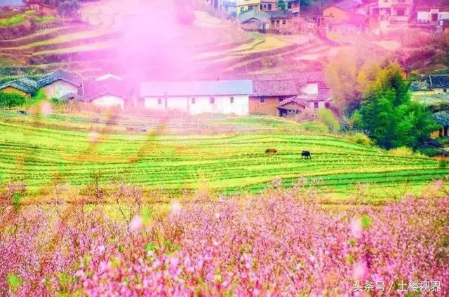 龙岩赏花景点,龙岩的花海