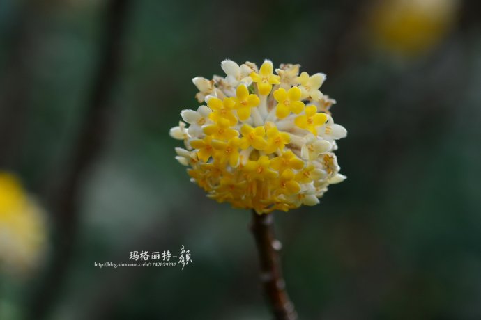 植物美图欣赏,仙气十足的植物图片