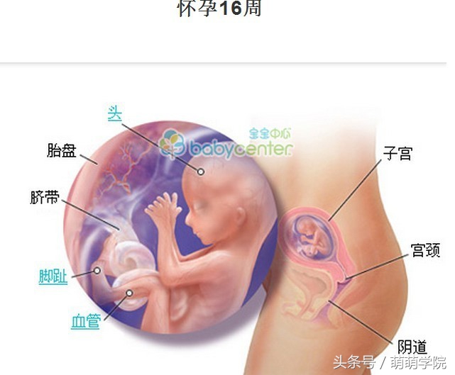 胎儿发育40周全过程b超影像,胎儿1-40周发育过程图高清