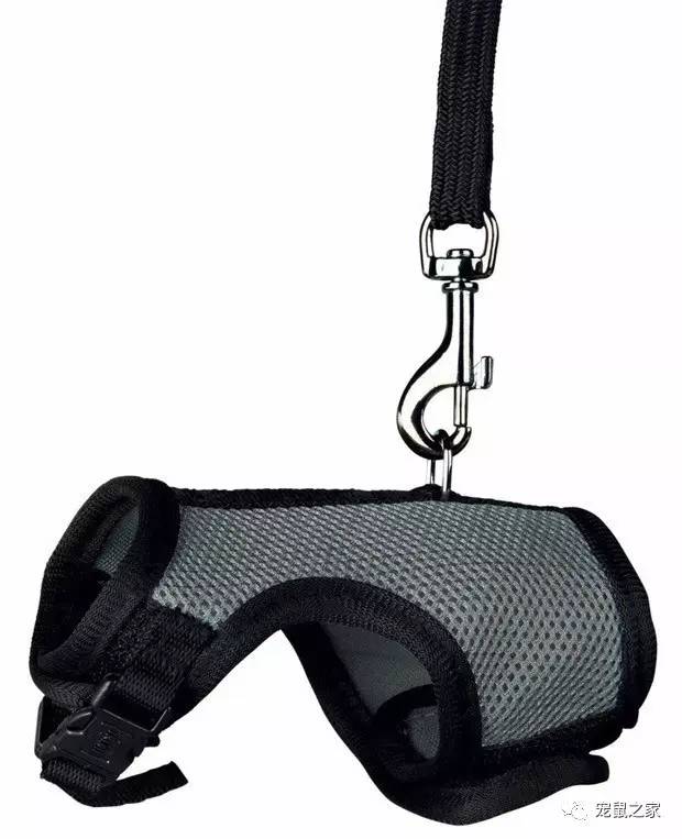 荷兰猪外出郊游,操心的事太多,其实只要做到这几点就可以了