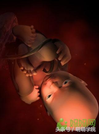 胎儿发育40周全过程b超影像,胎儿1-40周发育过程图高清