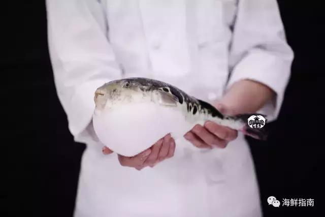 又到吃河鲀的时候了！河鲀起春岸，诱惑正当时