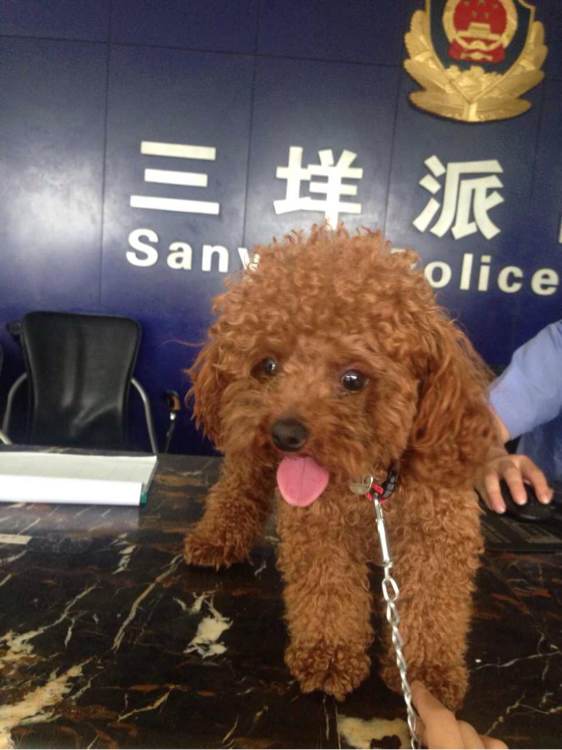 泰迪狗丢了找回来,泰迪狗丢了怎么找回来