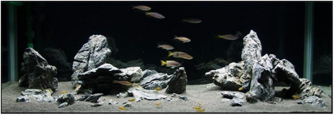 硝化细菌粉的正确使用方法,药丸的硝化细菌怎么使用