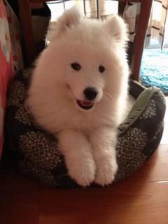 如何鉴别萨摩纯不纯,鉴定萨摩纯不纯