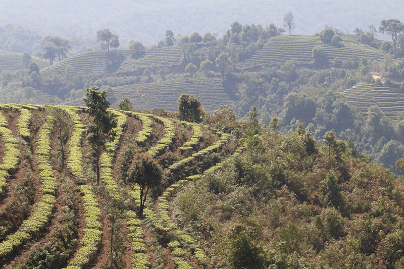 老茶章走进深山老寨—老曼娥