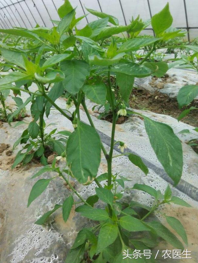 蒜病毒病怎么治,大蒜疫病和叶枯病怎样防治